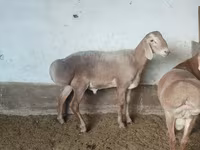 Dume la kondoo, Arashan sheep — picha 3