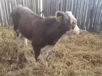 ІҚМ (топ, жынысы көрсетілмеген), Simmental cattle — 6-сурет