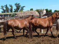 Kuda betina, Horses — foto 2