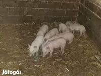 Babi betina, Вьетнамская вислобрюхая — foto 2