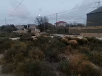 گوسفند (گروه، جنسیت مشخص نشده), گوسفند — عکس 2