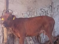 Cow, Cattle — photo 5