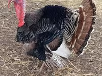 Turkeys — fotografija 2