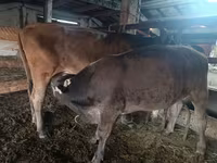 گاو نر, Swiss cattle — عکس 2