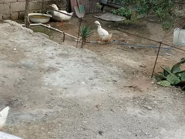 জার্মান পেকিন