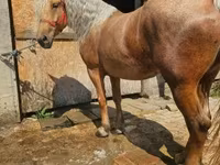Faras dhaddig, Horses — sawirka 5