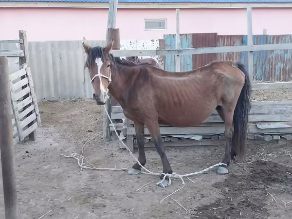 Азаргагүй морь, Kazakh horse