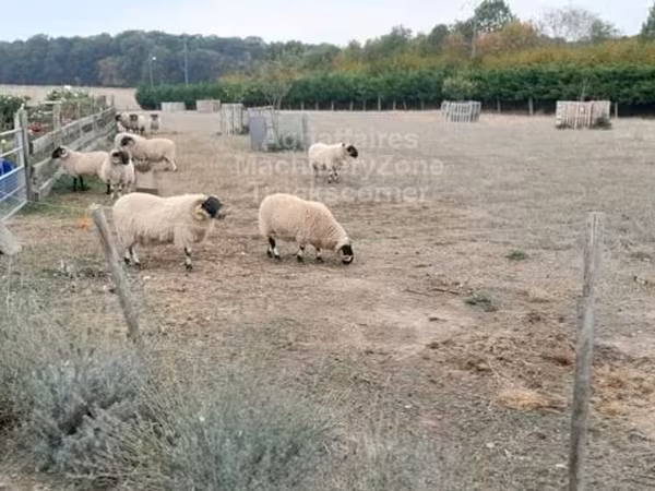 قوچ, Scottish Blackface sheep