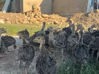 Turkeys — foto 6