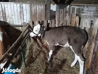 Kuh, Holstein-Rasse — Foto 3