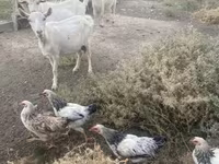 بز نر, Russian White goat — عکس 7