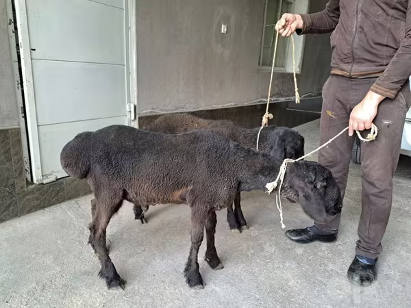 Kambing jantan, Sheep