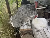 Turkeys — foto 7