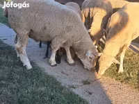 قوچ, Ile-de-France sheep — عکس 5