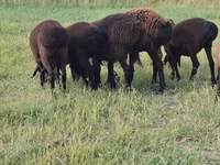 숫양, Hissar sheep — 사진 4