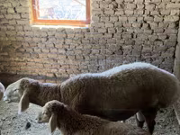 Vædder, Arashan sheep — foto 3