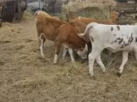 Kvæg (parti, køn ikke angivet), Simmental cattle — foto 5