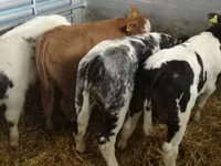 گاو و گوساله (گروه، جنسیت مشخص نشده), Russian Black pied cattle — عکس 1