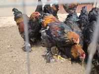 Brahma — foto 4