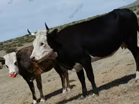 Vacă, Bovine — foto 7