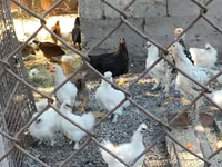 Chickens — foto 2