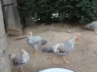 Chickens — sawirka 1