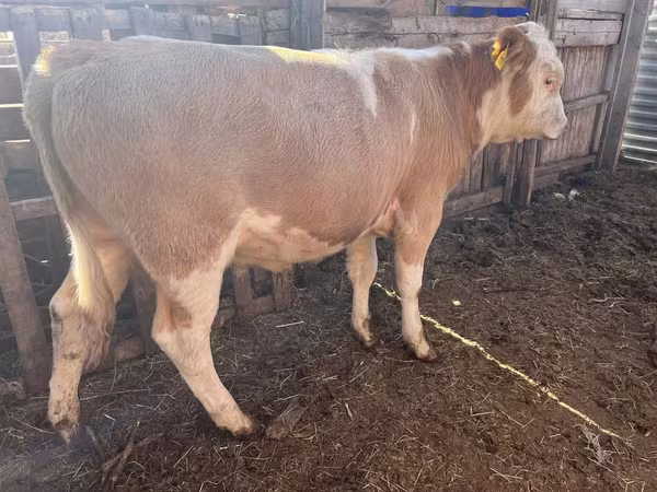 گاو نر, Simmental cattle