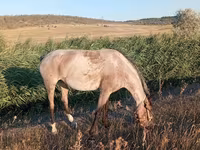 Hoppe, Heste — foto 1