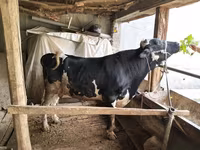Toro, Russian Black pied cattle — foto 1