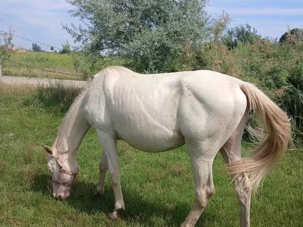 Kuda jantan, Akhal-Teke