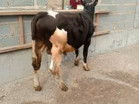 Toro, Razza Holstein — foto 4