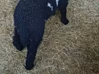 Beran, Wallis Country sheep — foto 1