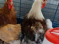 Pekin-Zwerg — Foto 8