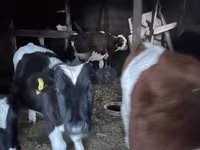 Vacă, Rasa Holstein — foto 2