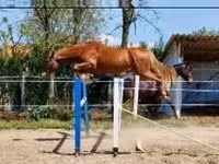 Cavallo, Hungarian horse breed — foto 2
