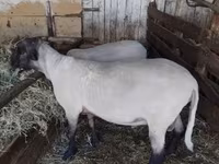 Овен, Tsigai sheep — снимка 5