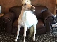 Kuda betina, Miniature horse — foto 3