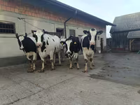 Lembu betina, Holstein breed — foto 4