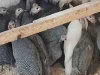 Guinea fowl — снимка 3
