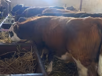Toro, Aberdeen Angus — foto 6