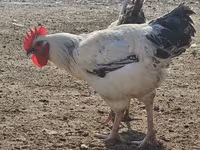Chickens — fotografija 3