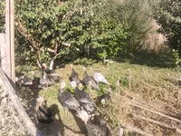 Turkeys — Foto 2