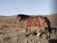 Faras, Kazakh horse — sawirka 3