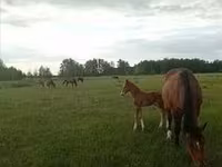 ፈረስ, Horses — ፎቶ 5