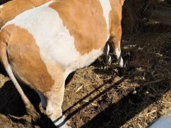 Ng'ombe jike, Simmental cattle