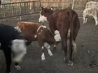 Bulle, Simmental cattle — Foto 3