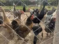 Chickens — 사진 2