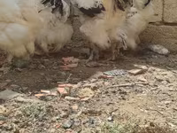 براهما — عکس 7