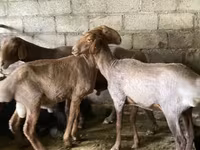 قوچ, Rhon sheep — عکس 4