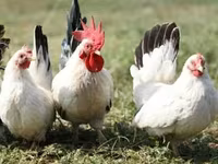 جاوا — عکس 4